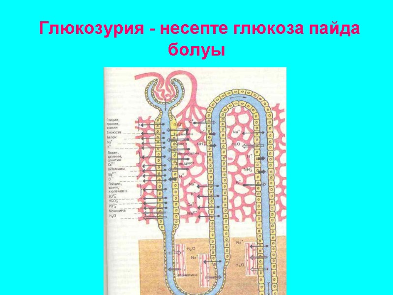 Глюкозурия - несепте глюкоза пайда болуы